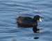 09-Fulica atra