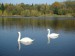 01-1 Labutě velké v říjnu 2009